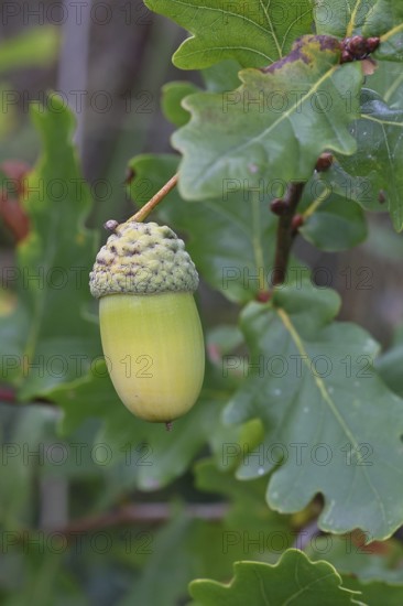 Acorns and leaves of the English oak (Quercus robur), autumn, Wilnsdorf, North Rhine-Westphalia, Germany