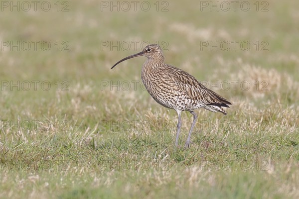 Eurasian curlew (Numenius arquata), foraging in a meadow, wildlife, animals, birds, snipe family, Lembruch, Ochsen Moor, Dümmer nature park Park, Lower Saxony, Germany