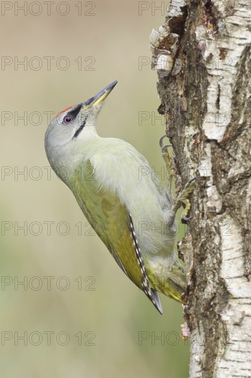 Grey-headed Woodpecker (Picus canus), female sitting on the trunk of a grey birch (Betula populifolia) to forage, Wildlife, Woodpeckers, Birds, Nature photography, Wilnsdorf, North Rhine-Westphalia, Germany