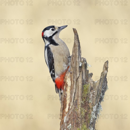 Great spotted woodpecker (Dendrocopos major), male, foraging on a tree stump overgrown with moss and lichen in the forest, Wilnsdorf, North Rhine-Westphalia, Germany