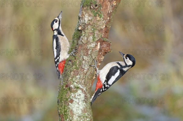 Great spotted woodpecker (Dendrocopos major), male and female, foraging on a tree trunk covered with moss and lichen in the forest, pair of animals, Wilnsdorf, North Rhine-Westphalia, Germany