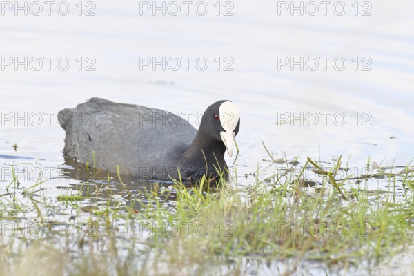 Eurasian Coot (Fulica atra), in morning mist on a flooded meadow, snipe birds, wildlife, nature photography, wet meadow, Ochsenmoor, Lake Dümmer, Lembruch, Lower Saxony, Germany