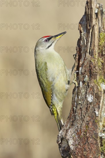 Grey-headed woodpecker (Picus canus), male sitting on a tree stump overgrown with moss and lichen, Wildlife, Woodpeckers, Birds, Nature photography, Wilnsdorf, North Rhine-Westphalia, Germany