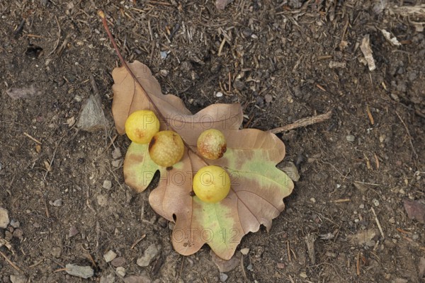 Common oak gall wasp (Cynips quercusfolii) on a leaf of an English oak, Wilnsdorf, North Rhine-Westphalia, Germany