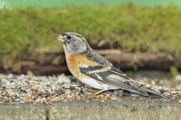 Brambling (Fringilla montifringilla) male, at a feeder in the garden, Wilnsdorf, North Rhine-Westphalia, Germany