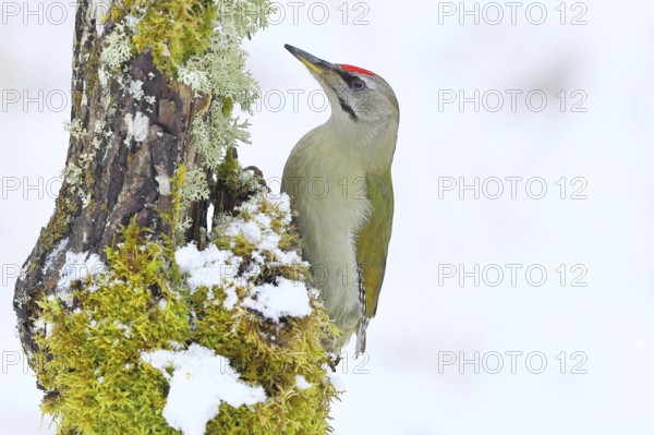 Grey-headed woodpecker (Picus canus), male sitting on dead wood overgrown with moss and lichen in winter, Wildlife, Woodpeckers, Birds, Nature photography, Wilnsdorf, North Rhine-Westphalia, Germany