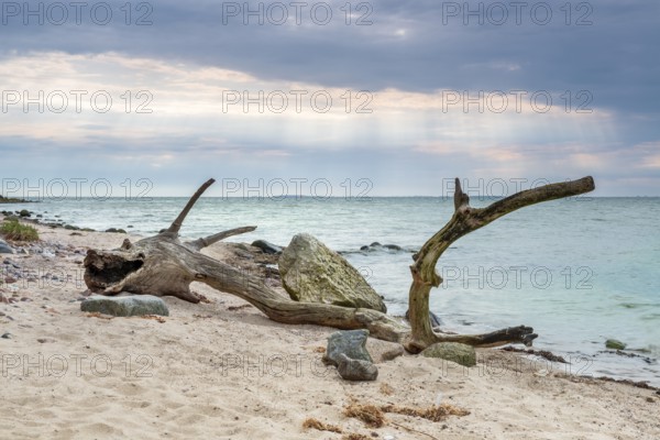 Sea monster, bizarre tree trunk shaped like a stranded dragon, driftwood on the beach of the Baltic Sea, Mönchgut peninsula, Southeast Rügen biosphere reserve, Rügen island, Mecklenburg-Western Pomerania, Germany