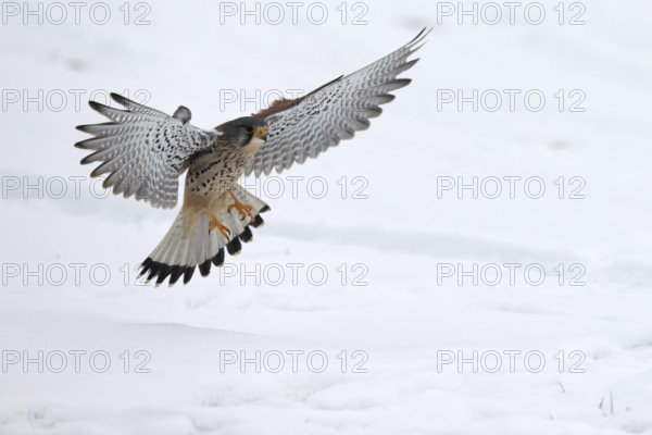 Kestrel (Falco tinnunculus) in the snow, Bitburg, Rhineland-Palatinate, Germany