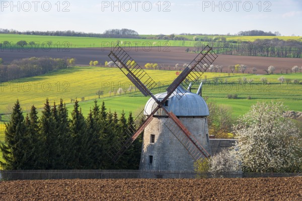 Field landscape with tower windmill, view over the Lanitz-Hassel valley in spring, blooming cherry trees and rapeseed fields, Niedermöllern near Naumburg, Saxony-Anhalt, Germany