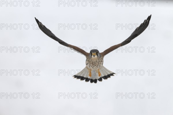 Kestrel (Falco tinnunculus) in the snow, Bitburg, Rhineland-Palatinate, Germany