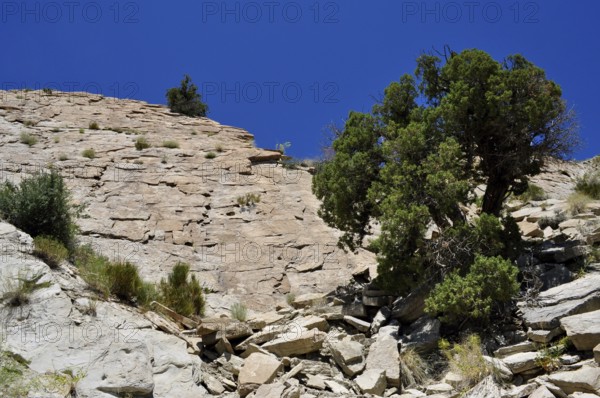 Steep rock with green tree under clear blue sky, Dinosaur National Monument, Utah, USA