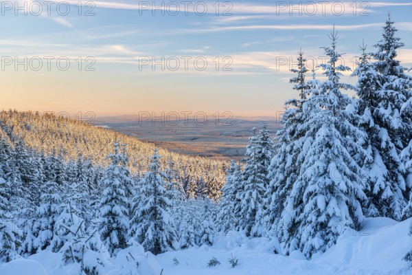 Deep snow-covered winter landscape, view of endless snow-covered spruce forests on Wurmberg in the evening light, Großer Winterberg, Harz, Schierke, Saxony-Anhalt, Germany