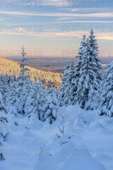 Deep snow-covered winter landscape, view of endless snow-covered spruce forests on Wurmberg in the evening light, Großer Winterberg, Harz, Schierke, Saxony-Anhalt, Germany