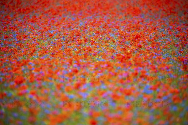 The lentil bloom in Castelluccio di Norcia, nestled in the Sibillini Mountains of the Italian Apennines (Umbria and Marche region, Italy) In the lentil fields also grow red poppies, daisies, cornflowers, wild orchids, gentians, mallow, borage, yarrow, primroses, and valerian