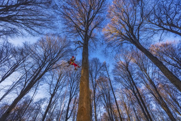 In Cademario, in the canton of Ticino, an arborist climbs a tree in the forest. An arborist is a trained tree care specialist who manages the health, safety, and maintenance of trees, performing tasks such as pruning, disease assessment, structural support, and sometimes the safe removal of damaged or hazardous trees