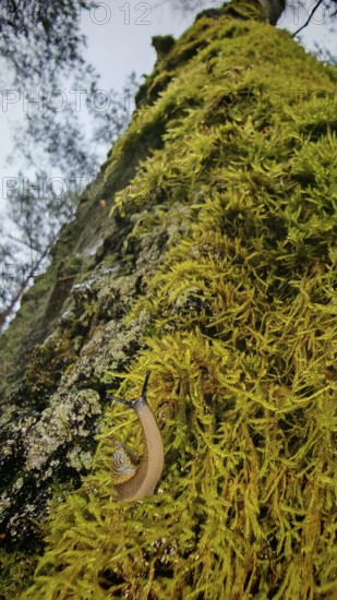 A snail (cochlea) crawls over a mossy (bryophyta) tree trunk in the forest, hiking along the former inner-German border at the green belt near Mitwitz, Franconian Forest nature park Park