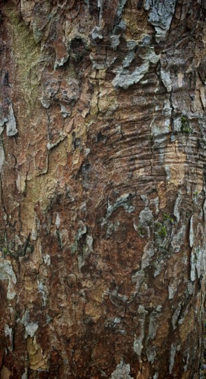 Close-up of tree bark with complex patterns and earthy shades of brown, hiking on the former inner-German border on the green belt near Mitwitz, Frankenwald nature park Park
