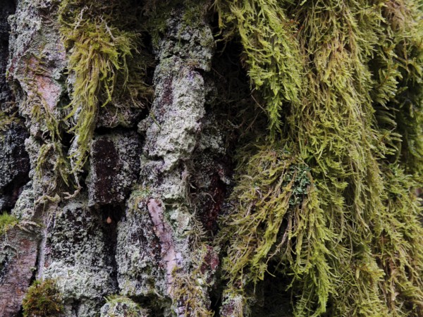 Close-up of tree bark richly covered with moss (Bryophyta) in the forest, hiking along the former inner-German border at the Green Belt near Mitwitz, Franconian Forest nature park Park