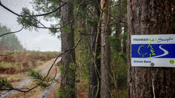 A sign on the Frankenwaldsteigla on a tree marks a hiking trail in the forest, hiking on the former inner-German border on the green belt near Mitwitz, Frankenwald nature park Park