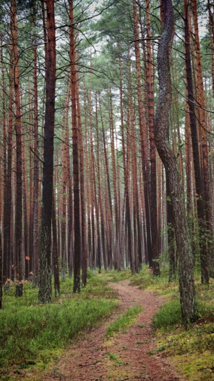 A narrow path winds through a dense pine forest (pinus), hiking along the former inner-German border on the green belt near Mitwitz, Franconian Forest nature park Park