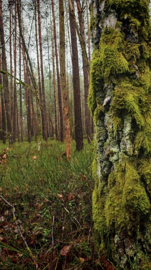A moss-covered (Bryophyta) tree in the foreground of a dense forest, hiking along the former inner-German border at the Green Belt near Mitwitz, Franconian Forest nature park Park