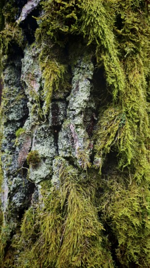 Detailed photo of moss (Bryophyta) on a tree bark in the forest, hiking along the former inner-German border at the green belt near Mitwitz, Franconian Forest nature park Park