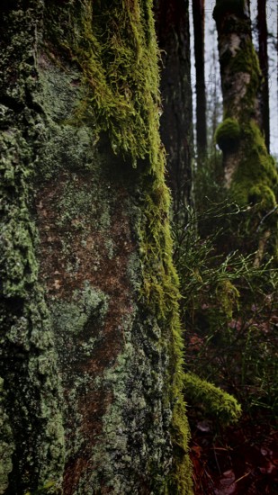 Close-up of a tree trunk with green moss (Bryophyta) in the forest, hiking along the former inner-German border at the Green Belt near Mitwitz, Franconian Forest nature park Park