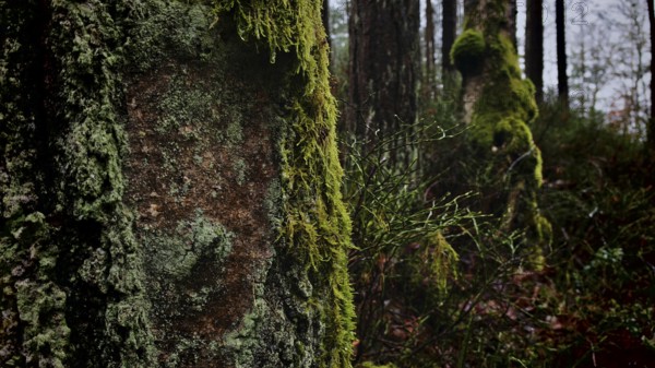 A moss-covered (Bryophyta) tree trunk in front of a dense, dark forest, hiking along the former inner-German border at the Green Belt near Mitwitz, Franconian Forest nature park Park