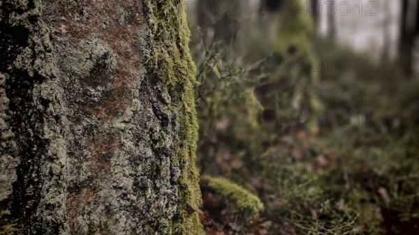 A close-up of a tree trunk covered with moss (bryophyta) stands in the wooded undergrowth, hiking along the former inner-German border at the Green Belt near Mitwitz, Franconian Forest nature park Park