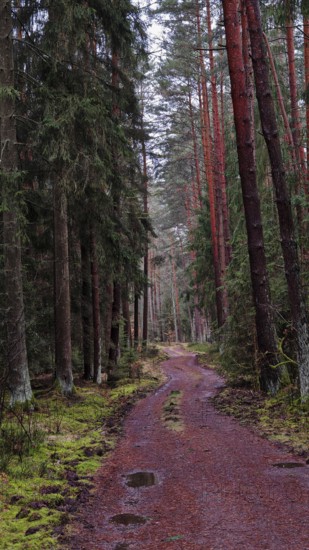 A winding path meanders through a pine forest (pinus), the atmosphere is rugged and natural, hiking along the former inner-German border on the green belt near Mitwitz, Franconian Forest nature park Park
