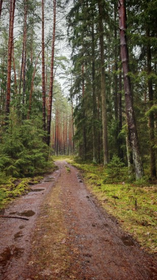 A forest path leading through a pine forest (pinus), natural and peaceful place, hiking along the former inner-German border on the green belt near Mitwitz, Franconian Forest nature park Park