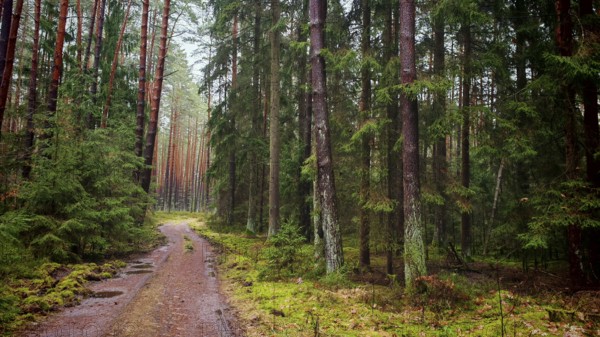 A narrow path leads through a dense pine forest (pinus), the surroundings are quiet and peaceful, hiking along the former inner-German border on the green belt near Mitwitz, Franconian Forest nature park Park
