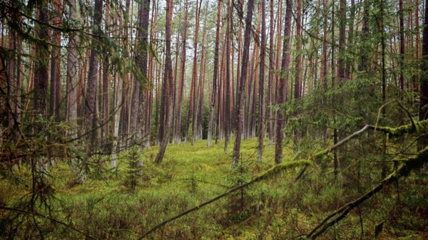 View through a pine forest (pinus) with grassy ground, calming natural scene, hiking along the former inner-German border on the green belt near Mitwitz, Franconian Forest nature park Park