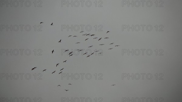 A flock of cranes (grus grus) flies high in the grey sky on a rainy day, hiking along the former inner-German border on the green belt near Mitwitz, Franconian Forest nature park Park