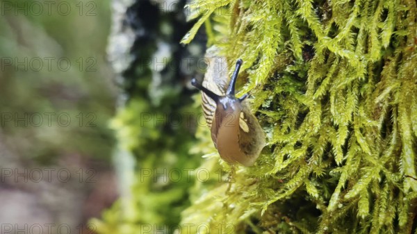 Close-up of a snail (cochlea) crawling over moss (bryophyta) in the forest, hiking along the former inner-German border at the green belt near Mitwitz, Franconian Forest nature park Park