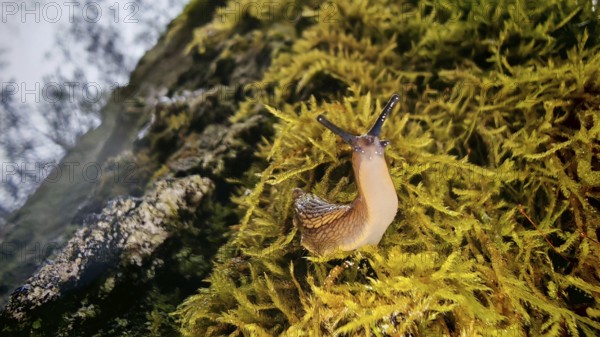 A snail (cochlea) crawls over moss-covered ground in the forest, rich in detail and lively, hiking along the former inner-German border on the green belt near Mitwitz, Franconian Forest nature park Park