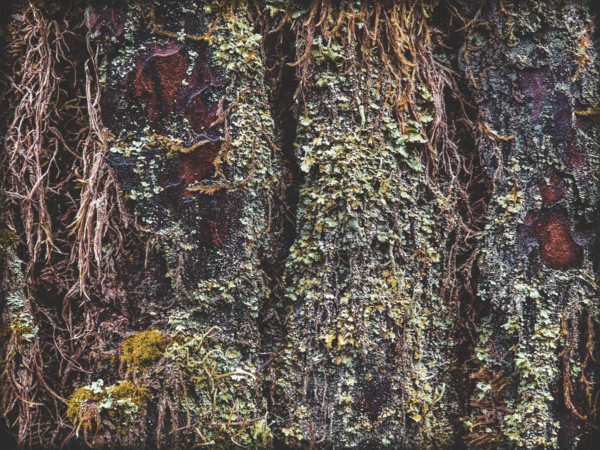 Dense moss structures (bryophyta) in detailed close-up adorn the surface of the rustic tree bark in rich green and red, hiking along the former inner-German border at the green belt near Mitwitz, Franconian Forest nature park Park