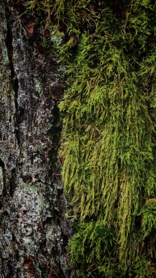 Close-up of moss (bryophyta) on a rough tree bark in the forest, hiking along the former inner-German border at the green belt near Mitwitz, Franconian Forest nature park Park