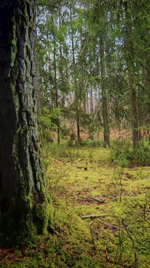 View past a tree with coarse bark in the foreground, A quiet forest with moss-covered (bryophyta) ground and tall trees, Hiking along the former inner-German border on the green belt near Mitwitz, Franconian Forest nature park Park