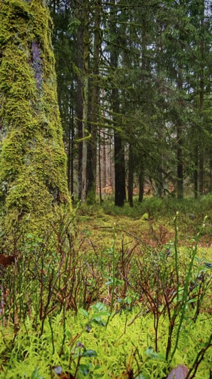 Moss-covered (bryophyta) plants on the forest floor, surrounded by tall trees, hiking along the former inner-German border at the green belt near Mitwitz, Franconian Forest nature park Park