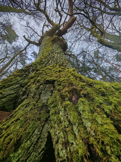 Looking up to the sky along an old, moss-covered tree, hiking along the former inner-German border on the green belt near Mitwitz, Frankenwald nature park Park