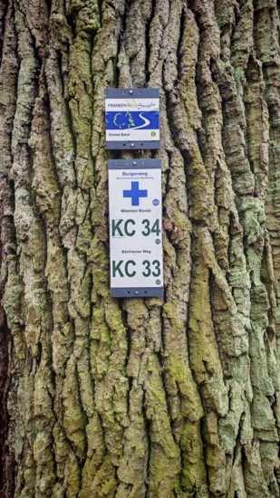 Two signs attached to rough tree bark, reference to hiking trails, Frankenwaldsteigla, hiking on the former inner-German border on the green belt near Mitwitz, Frankenwald nature park Park