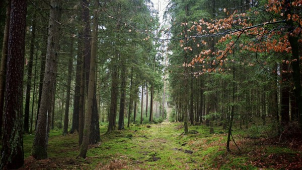 Green forest trail framed by tall trees, covered by moss and flooded with light, hiking on the former inner-German border on the green belt near Mitwitz, Frankenwald nature park Park
