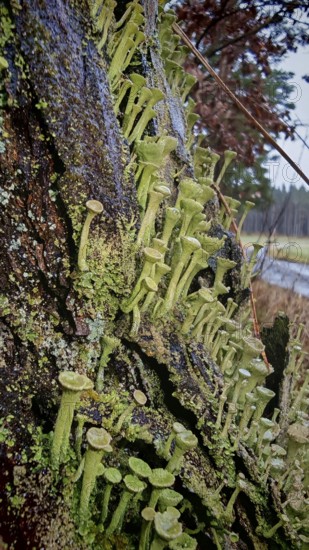 Lush moss and trumpet lichens (cladonia fimbriata) cover a tree trunk in a tranquil landscape, hiking along the former inner-German border on the green belt near Mitwitz, Franconian Forest nature park Park