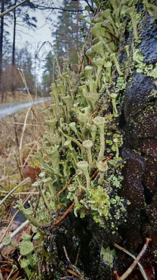 Moist trumpet lichen (cladonia fimbriata) on a tree trunk along a forest path, surrounded by nature, hiking along the former inner-German border on the green belt near Mitwitz, Franconian Forest nature park Park