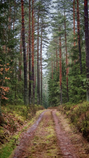 A quiet, tree-lined forest trail through the forest, hiking on the former inner-German border on the green belt near Mitwitz, Frankenwald nature park Park