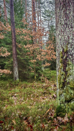 Wooded landscape with moss-covered trees and autumn leaves, hiking on the former inner-German border on the green belt near Mitwitz, Frankenwald nature park Park