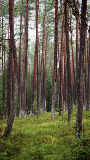 Towering pines (pinus) in the forest, creating a peaceful and natural habitat, hiking along the former inner-German border on the green belt near Mitwitz, Franconian Forest nature park Park