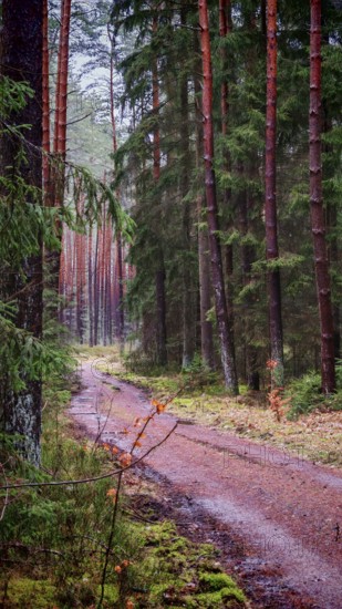 A quiet, damp forest path lined with tall pines (pinus), hiking along the former inner-German border on the green belt near Mitwitz, Franconian Forest nature park Park