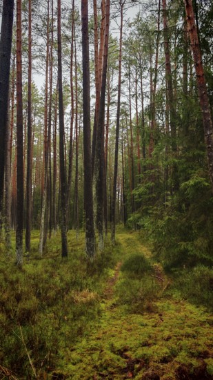 Narrow path leading through the dense pine forest (pinus), surrounded by natural vegetation, hiking along the former inner-German border on the green belt near Mitwitz, Franconian Forest nature park Park
